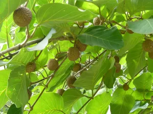 How to Prune Bur tree