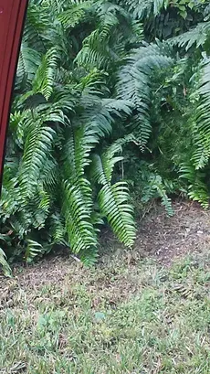 ホウビカンジュ（鳳尾貫衆）の育て方・栽培方法