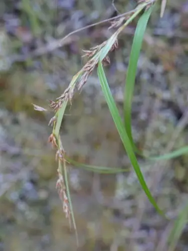 Morelotia affinis