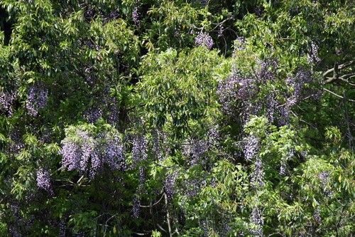 Is Japanese wisteria Poisonous
