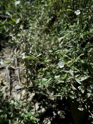 Mecardonia acuminata - PictureThis