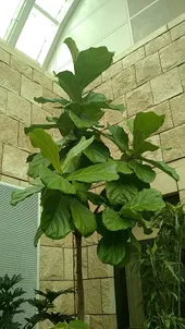 erde fr glcksfeder Glcksfeder - Zamioculcas zamiifolia