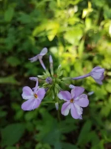 How to Propagate Thick-leaf phlox
