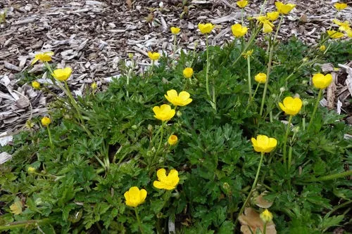 Kriechender Hahnenfu - Ranunculus repens (Taxonomie, Merkmale, Blume,  Bilder, Kontrolle)