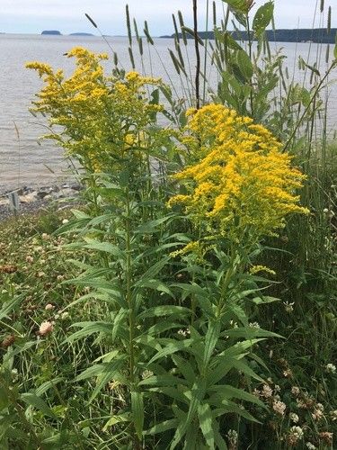 セイタカアワダチソウ(背高泡立草)は有毒ですか? セイタカアワダチソウ(背高泡立草)は有毒ですか?