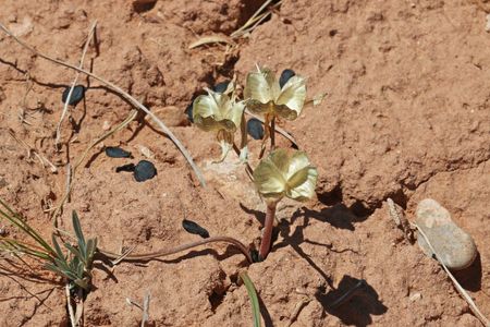 Androstephium PictureThis