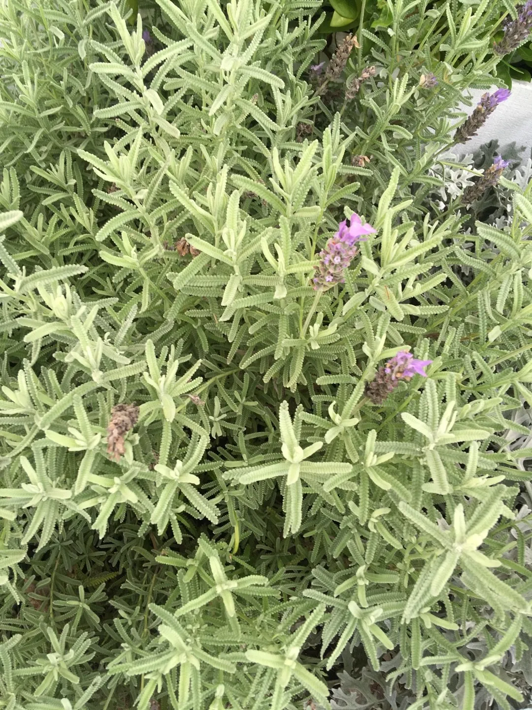 Come identificare Lavanda (Lavandula), image size:1080x1440