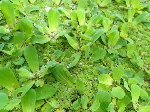 Ist Wassersalat giftig?