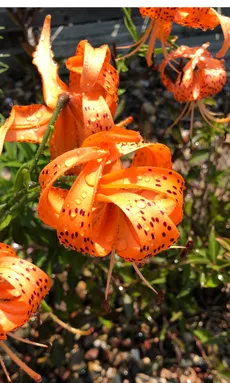 How to Grow and Care for Tiger lily