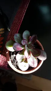 紅司の判定方法 (Echeveria nodulosa)