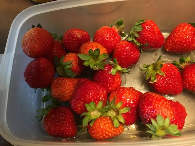 Strawberries 'Tristar'