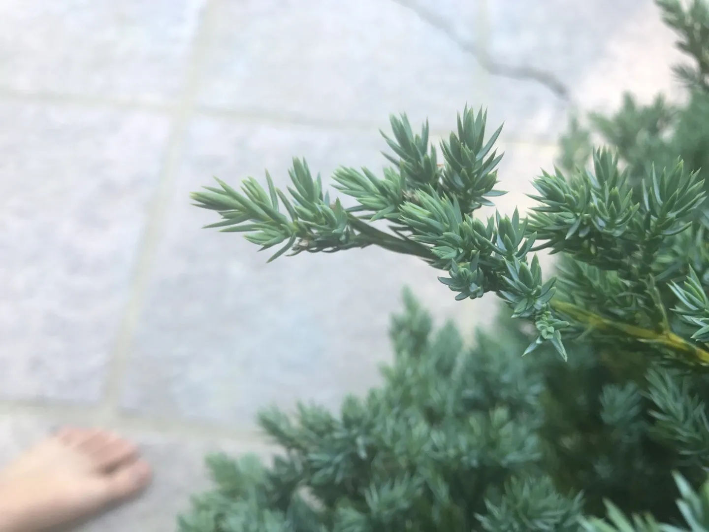 ソナレ（磯馴）の判定方法 (Juniperus procumbens)