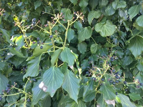 efeu goldchild Efeu – Hedera Helix 'Gold Child' – Zimmerpflanze – Ø24 cm Topf – Höhe main image 0