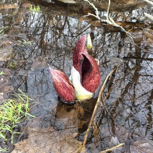 はるざぜんそう、さん確認用 ザゼンソウ - 野山に自然に咲く花のページ