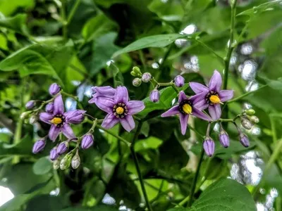 Bitterzoet - Solanum dulcamara (Taxonomie, Kenmerken, Symboliek,  Afbeeldingen, Giftig)