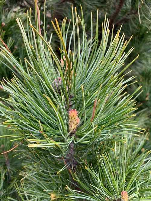 Dwarf siberian pine