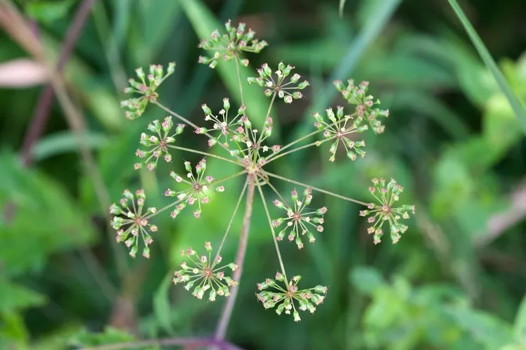 Semillas De Cicuta Maculata (Cicuta Acqua), Paquete De 200 Unidades, Fácil De Cultivar En Distintos Suelos