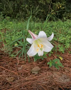 25 Semi Di Giglio Formosa Bianco &ndash; Lilium Formosanum &ndash; Pianta Alta Fino A 2 Metri &ndash; Semi Da Giardino