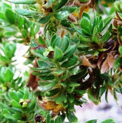 Cliffortia polygonifolia var. trifoliata