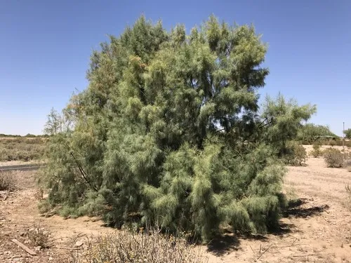 Tamariscos - Tamarix (Taxonomía ...