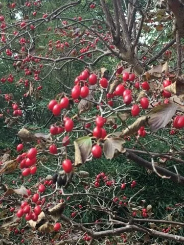 152378529101643776.jpeg?x-oss-