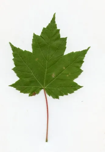 Identificación De Las Hojas Del árbol De Arce Rojo Morfologia Del