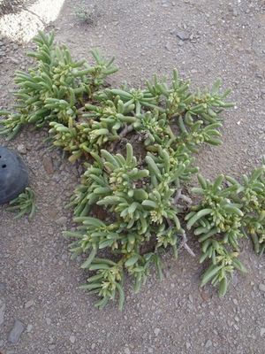 How to Grow and Care for Augea