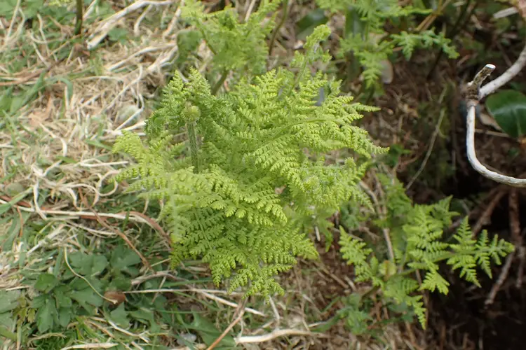 Hypolepis millefolium