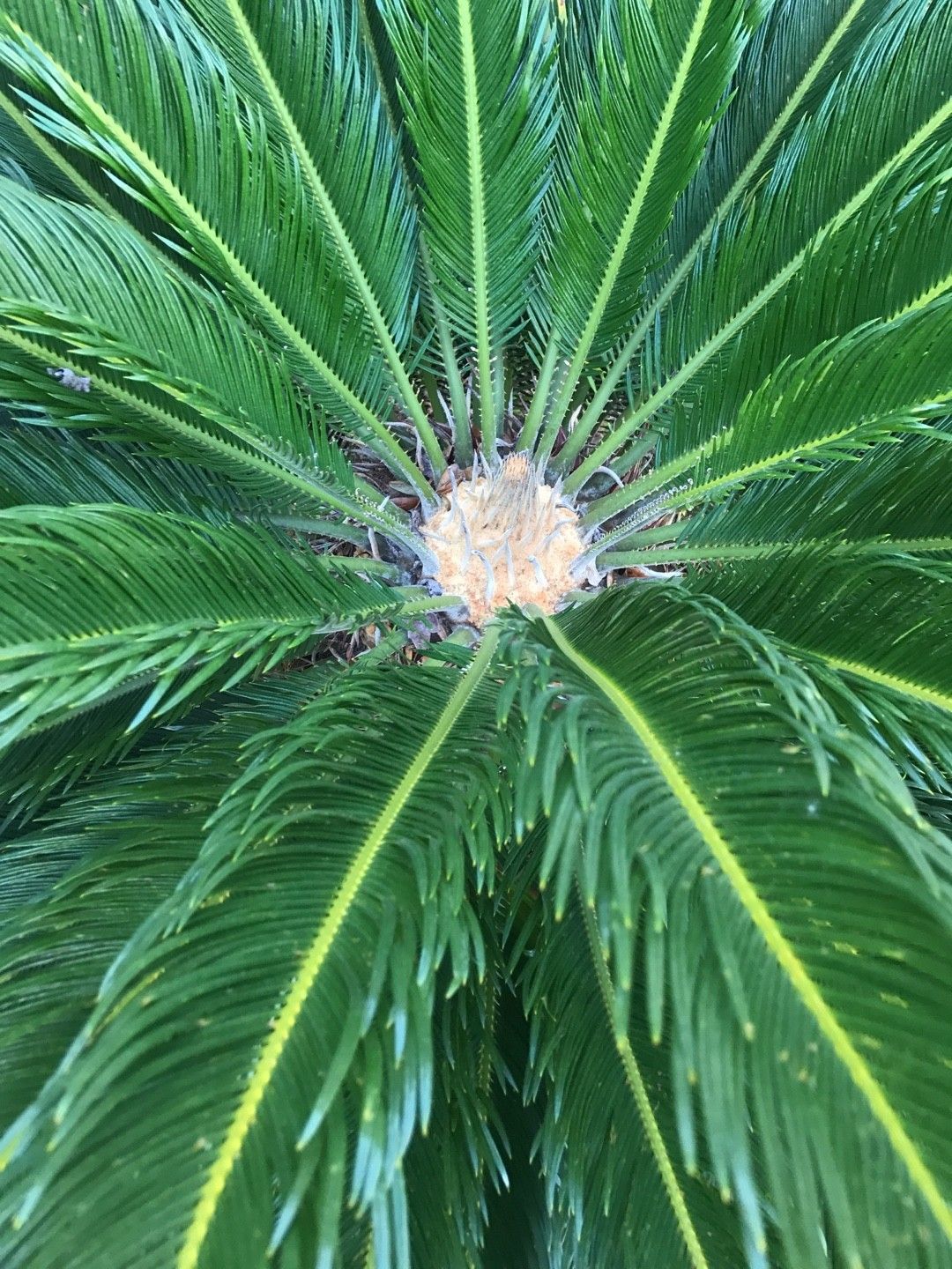 ソテツ Cycas panzhihuaensis ソテツ 蘇鉄 蘇鉄 高さ145cm ソテツ 
