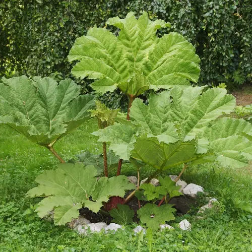 Giant rhubarb