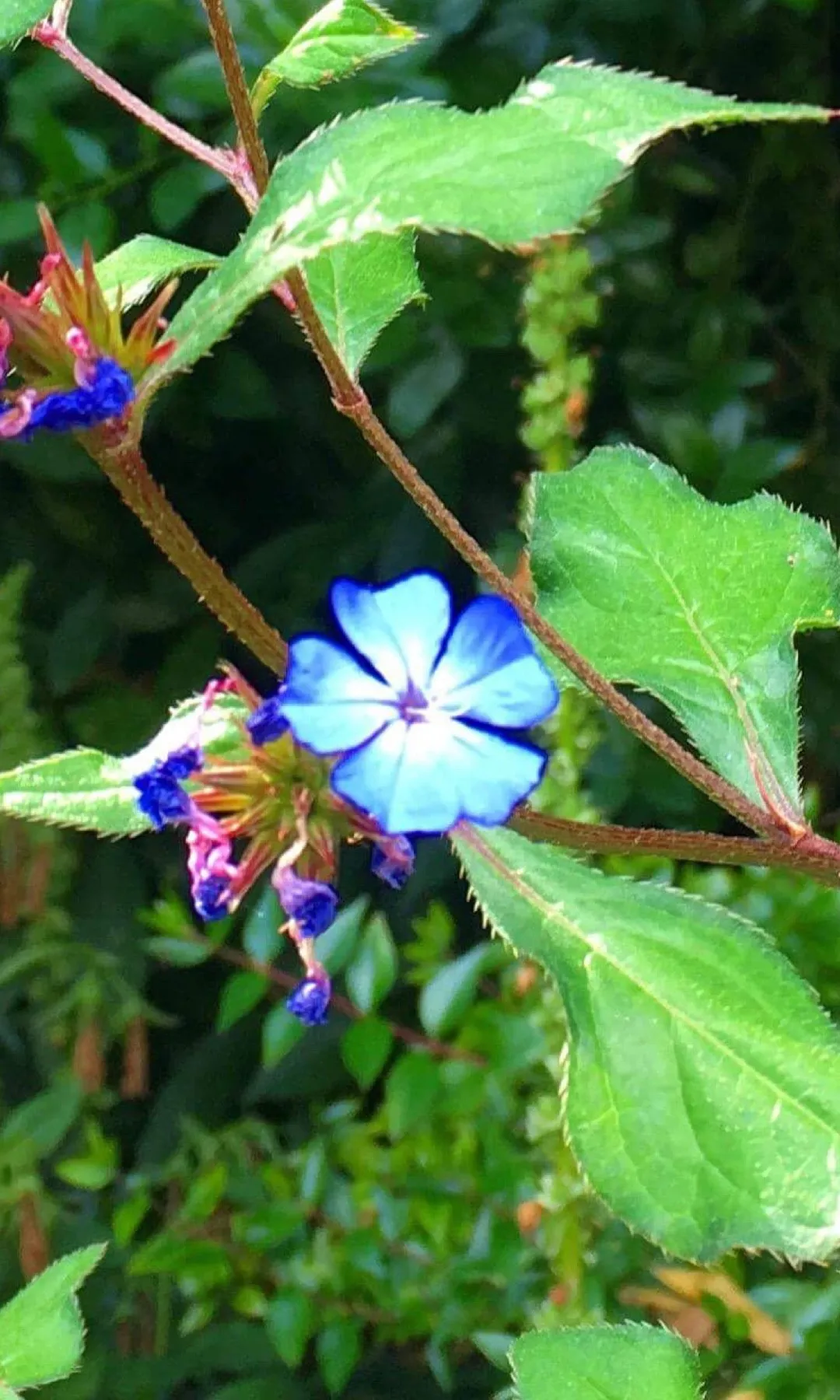 So identifizierst du Kriechende Hornnarbe (Ceratostigma plumbaginoides)