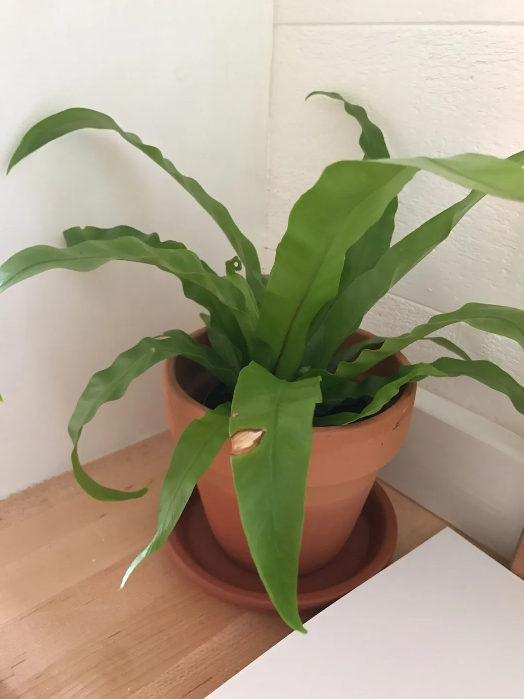 シマオオタニワタリ（島大谷渡）の判定方法 (Asplenium nidus)