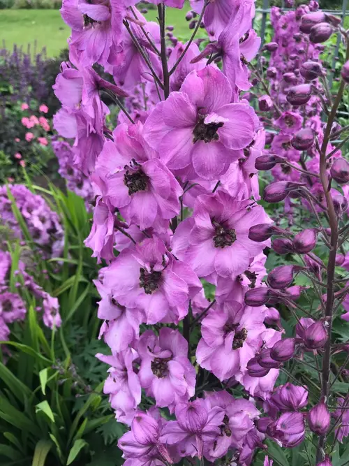 Candle larkspur 'Pink Punch'