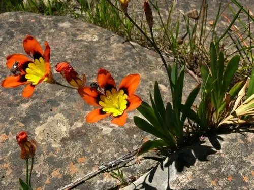 100 Bulbi Di Sparaxis Tricolor - Fiori Primaverili Colorati Per Giardino