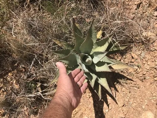 Agave parryi - PictureThis