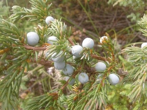 極上 125cm プンゲンストウヒ ホプシー ガーデニング シンボルツリー 極上 125cm プンゲンストウヒ ホプシー ガーデニング シンボルツリー