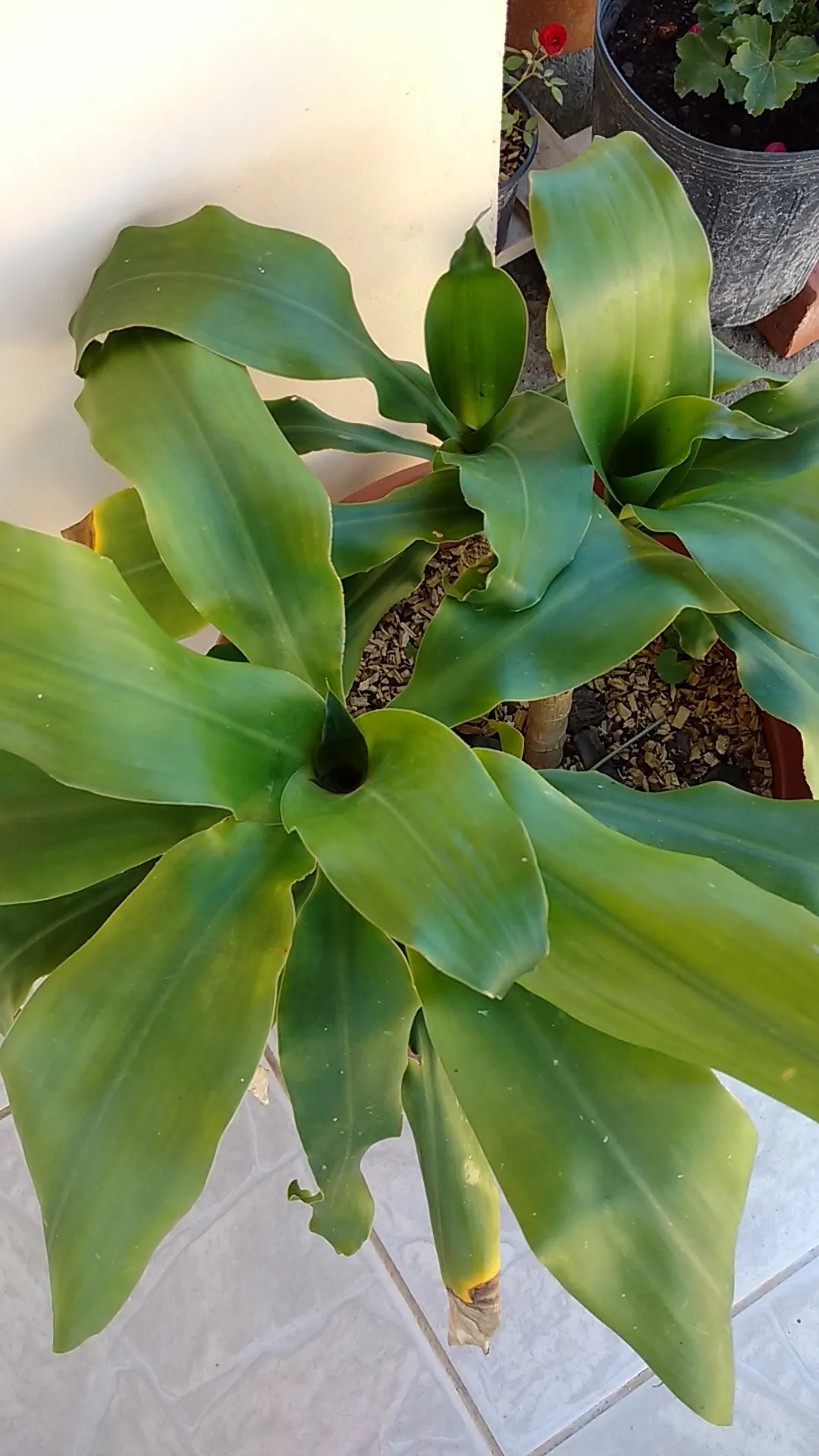 So identifizierst du Duftender Drachenbaum (Dracaena fragrans)