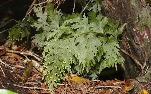 Hymenophyllum dilatatum