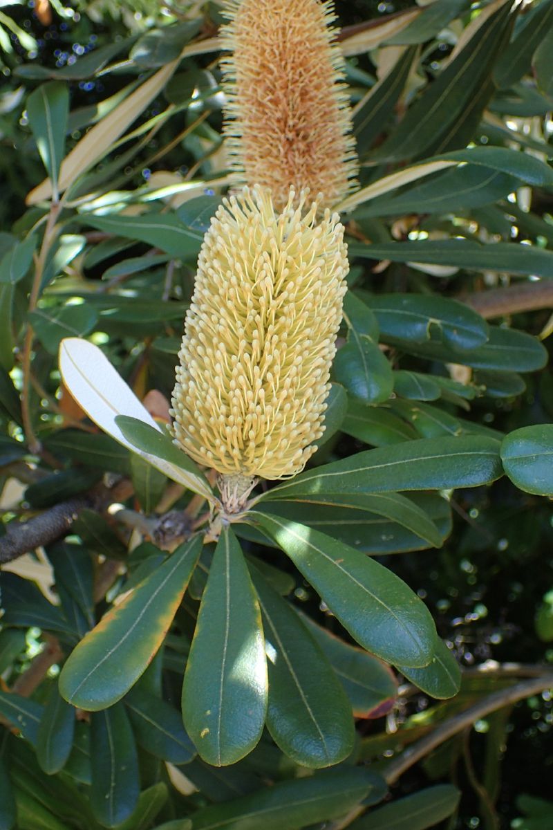 コースト・バンクシアは有毒ですか？