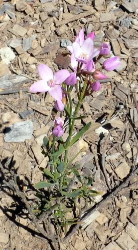 plants are purple pro aging super serum apotheke Shop The Problem Solver main image 0