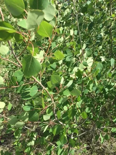 Álamos - Populus (Taxonomía.