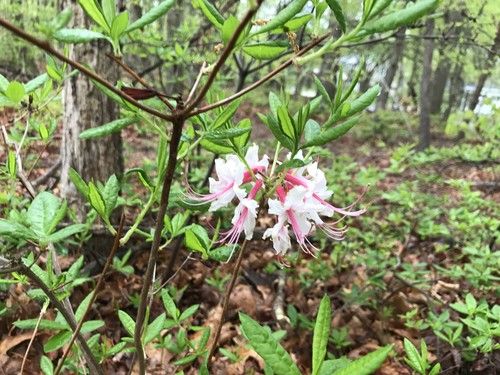 Is Pink azalea Poisonous