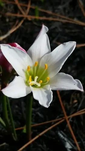 Red-margin zephyr lily