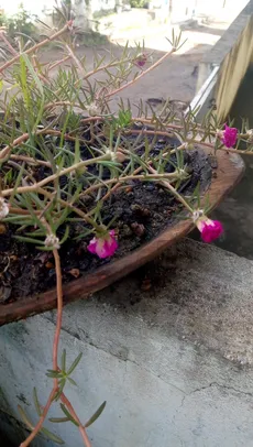 Wie man Portulakrschen anbaut und pflegt