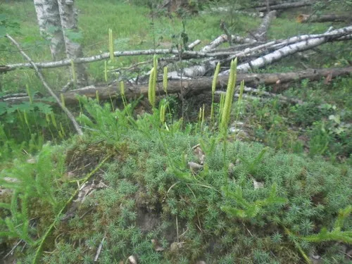 １２月　ヒカゲノカズラ　　　　 お問い合せページ ヒカゲノカズラ科 (Lycopodiaceae) - PictureThis