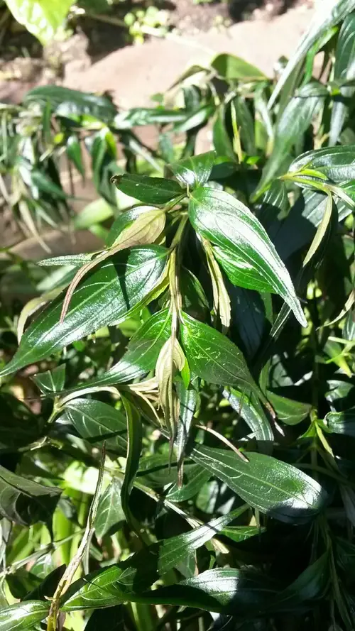 Tropidia curculigoides - PictureThis