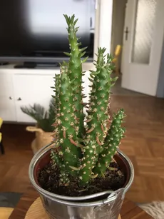How to Grow and Care for Eve's pin