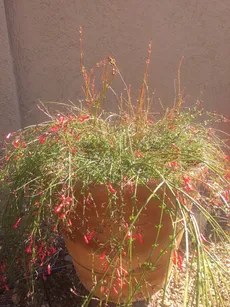 Pianta Russelia In Vaso 18cm - Altezza 30/35cm | Facile Da Coltivare Per Giardino O Balcone - Foto 4