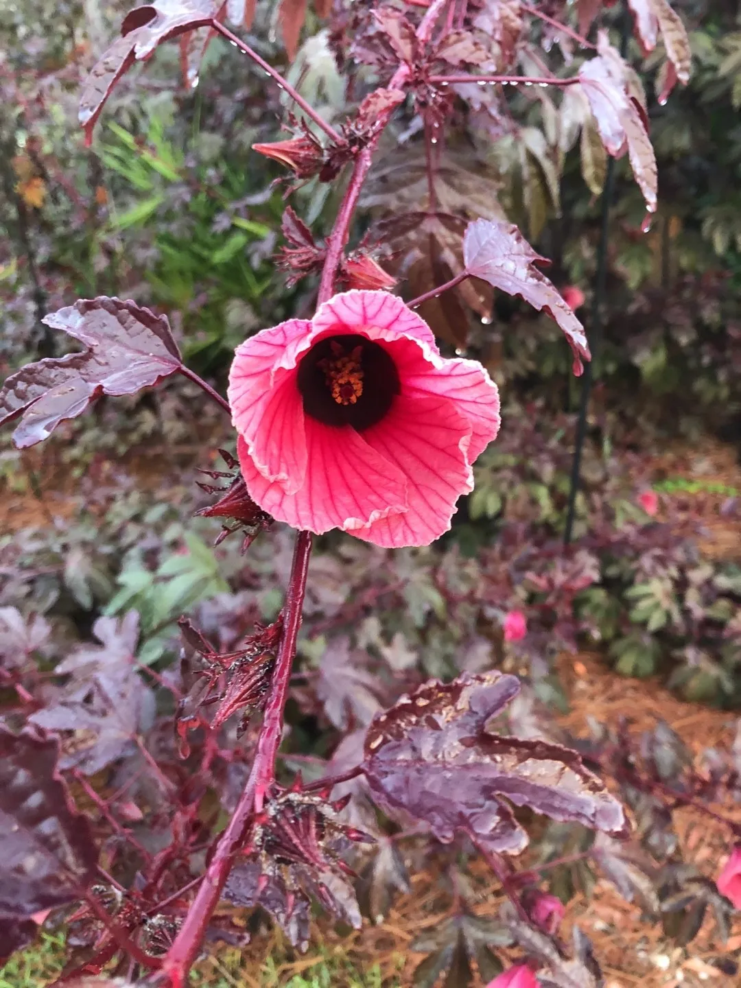 グランベリーハイビスカスの判定方法 (Hibiscus acetosella)