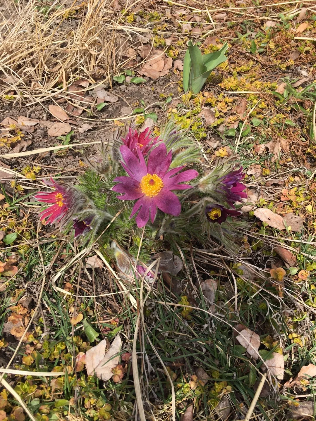 セイヨウオキナグサ(西洋翁草)の判定方法 (Pulsatilla vulgaris) セイヨウオキナグサ(西洋翁草)の判定方法 (Pulsatilla vulgaris)